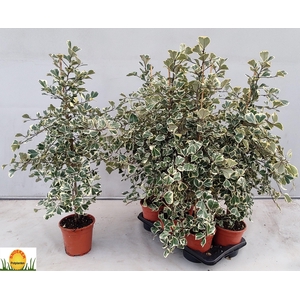 FIC NATAL SWEETHEART