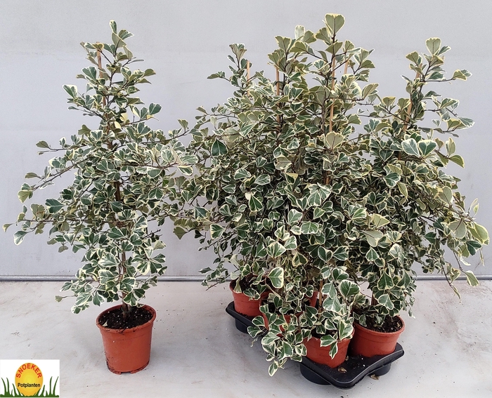 <h4>FIC NATAL SWEETHEART</h4>