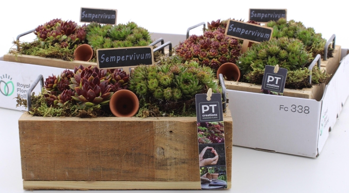 <h4>ARR SEMPERVIVUM</h4>