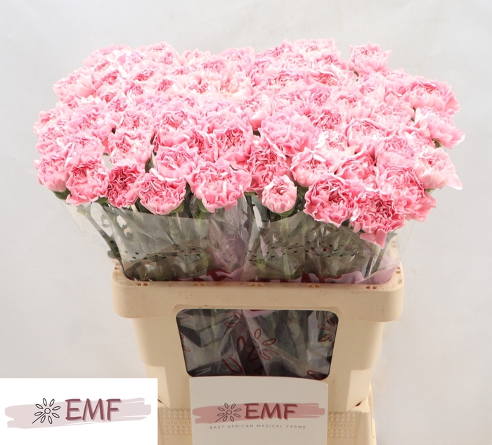 <h4>DI ST JULIA</h4>