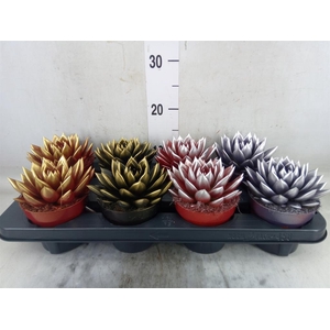 Echeveria  'Miranda'