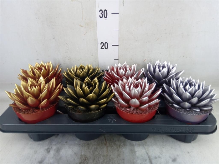 <h4>Echeveria  'Miranda'</h4>