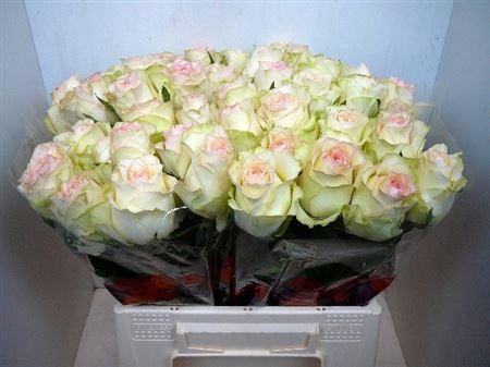 <h4>R Gr Sweet Jumilia</h4>