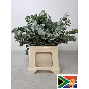 EUC CINEREA PB -ZA-BUSH