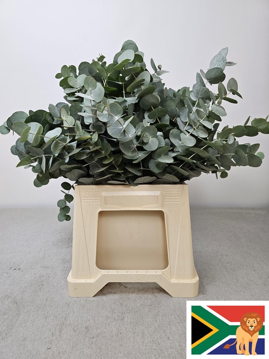 <h4>EUC CINEREA PB -ZA-BUSH</h4>