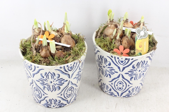 <h4>arr4 Narcis PL - Ker. pot delft blauw x3</h4>