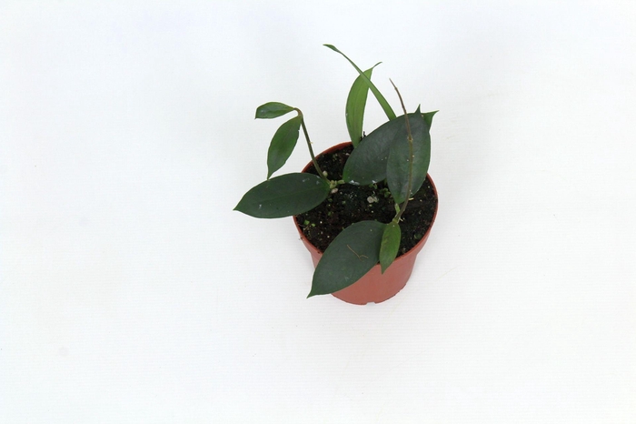 <h4>Hoya sp. Floris Island UT038 12 cm</h4>