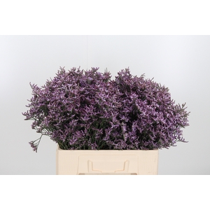 Lim Saf Lilac 60 20