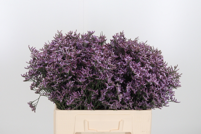 <h4>Lim Saf Lilac 60 20</h4>