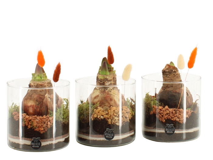 <h4>41585: Treasure time arrangement</h4>