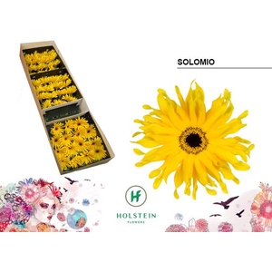Gerbera Gerpasta Solomio