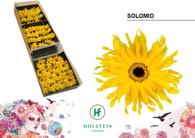<h4>Gerbera Gerpasta Solomio</h4>