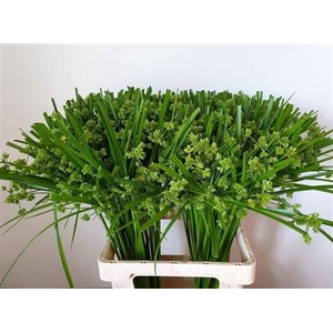 Cyperus Glaber