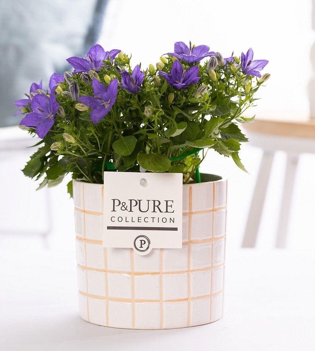 <h4>Campanula Napoli Pure 'Tirza'</h4>