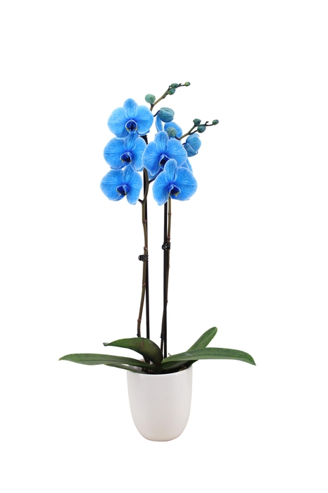 <h4>Hugo White Phal I Am Blue 2T14+</h4>