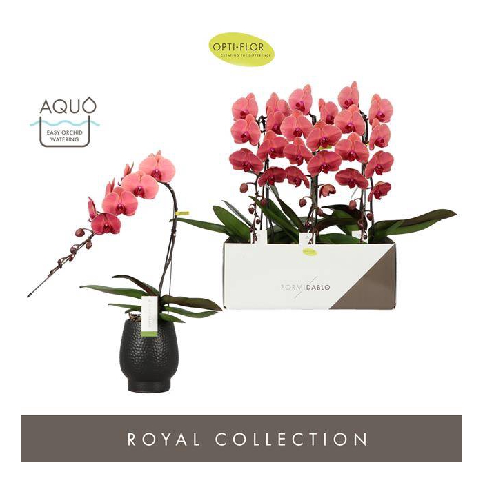 <h4>Phal Formidablo Victoria Falls 12Ø 65cm 1st 12fl</h4>