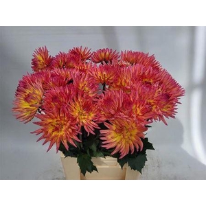 Dahlia Karma Sangria