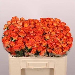 Rosa spray airya