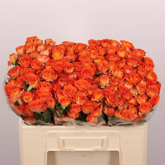 <h4>Rosa spray airya</h4>