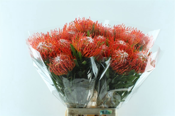 <h4>Leuco Co Tango</h4>