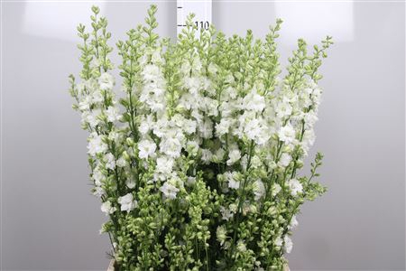 <h4>Consolida reg. 'Qis White'</h4>