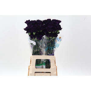 Dianthus St Florigene Moonvista