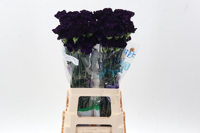 <h4>Dianthus st Fl Moonvista</h4>