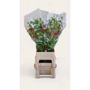 Gloriosa rothschildiana