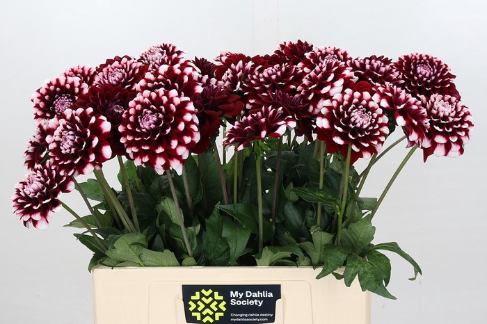 <h4>Dahlia Checkers</h4>