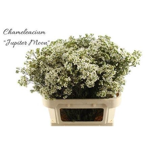 Chame Un Jupite Moon