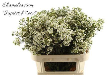 <h4>Chame Un Jupite Moon</h4>