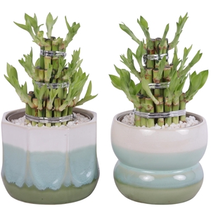 Lucky Bamboo Shape Round 3S Ø15cm Ceramic FB675
