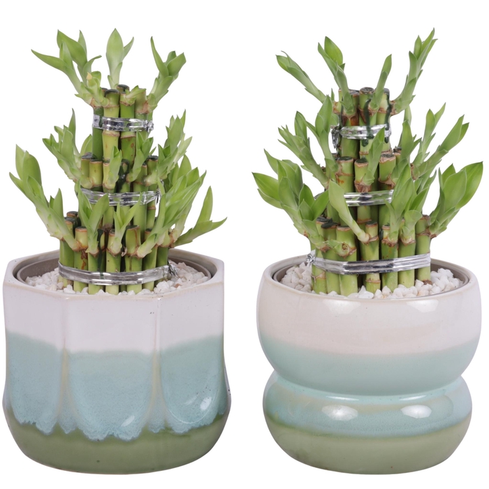 <h4>Lucky Bamboo Shape Round 3S Ø15cm Ceramic FB675</h4>