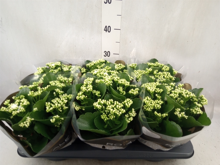 <h4>Kalanchoe blos. 'RosDon Dione'</h4>