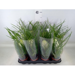 Tillandsia cyanea 'Biancini'