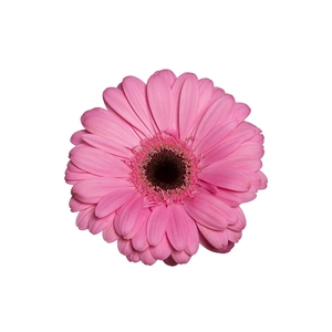GERBERA SHANICE < 050 CM > 10 CM DIAM
