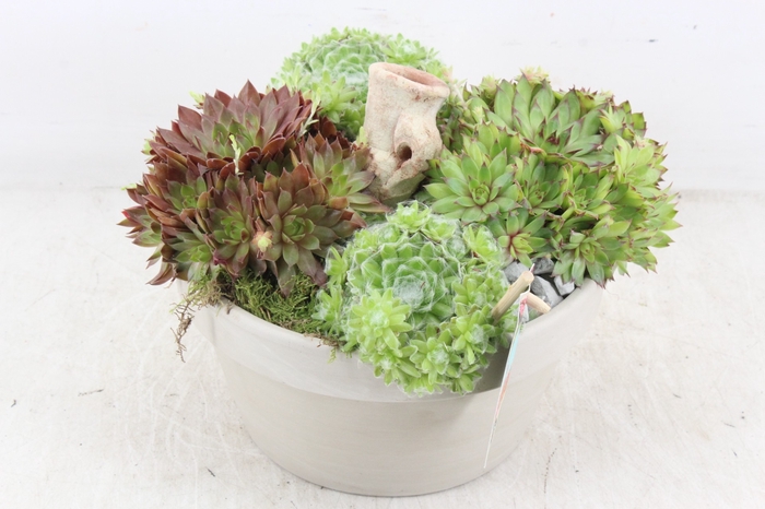 <h4>arr4 Semp JS - Cement pot 338/4</h4>