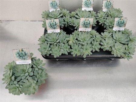 <h4>Echev Elegans</h4>