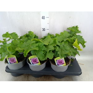 Alcea rosea 'SpringCel Crimson'