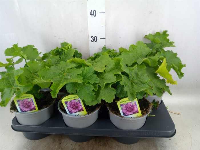 <h4>Alcea rosea 'SpringCel Crimson'</h4>