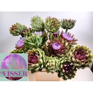 Cynara Sc Green Glob
