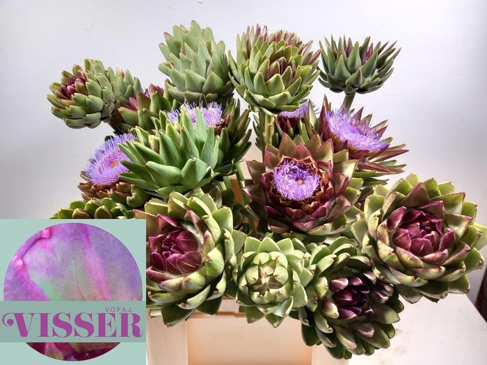 <h4>Cynara Sc Green Glob</h4>