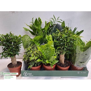 KAMERPLANT MIX P12