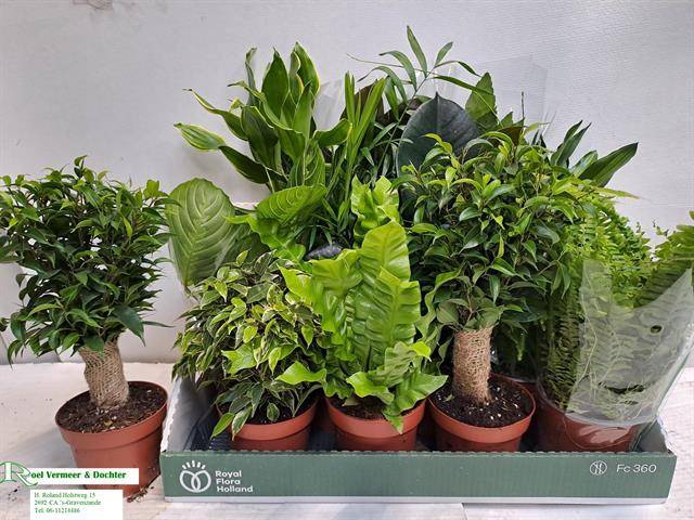 <h4>KAMERPLANT MIX P12</h4>