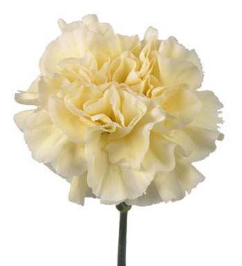 <h4>DI ST POLIMNIA</h4>