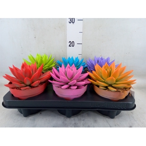 Echeveria  'Miranda'