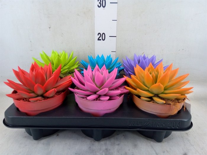 <h4>Echeveria  'Miranda'</h4>