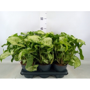 Syngonium  'White Butterfly'