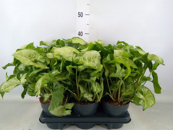 <h4>Syngonium  'White Butterfly'</h4>