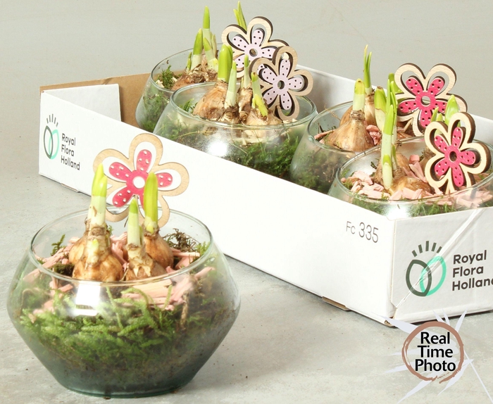 <h4>Arr Narcissus</h4>